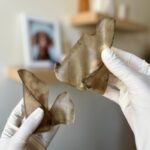 تشویقی سگ گوش گوساله