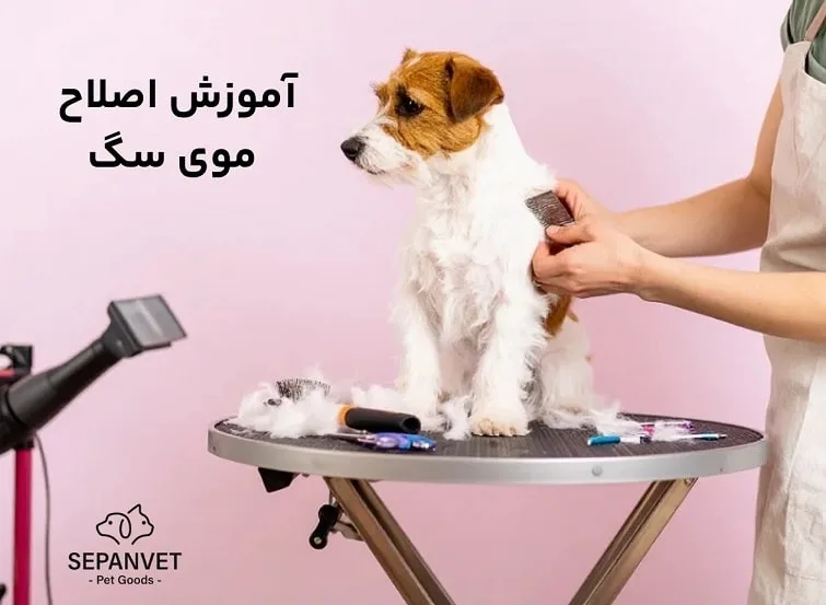 آموزش اصلاح موی سگ