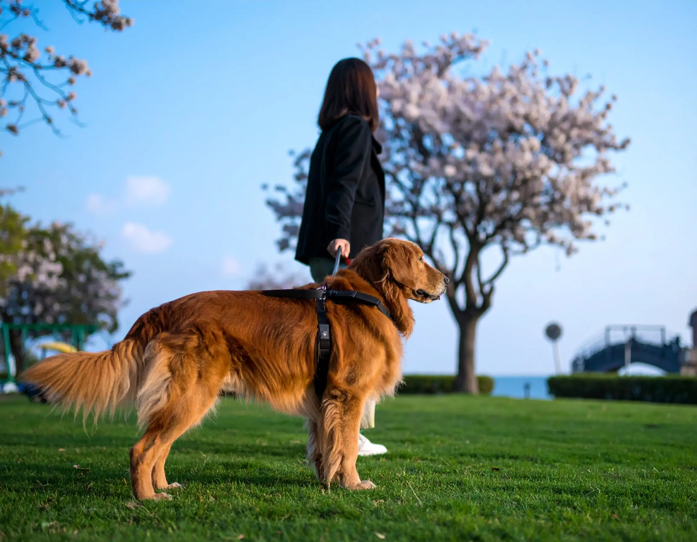 استفاده از قلاده در آموزش توالت به توله سگ
