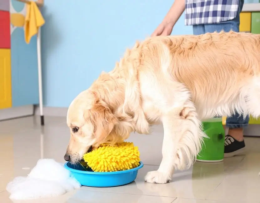 آموزش دستشویی به توله سگ