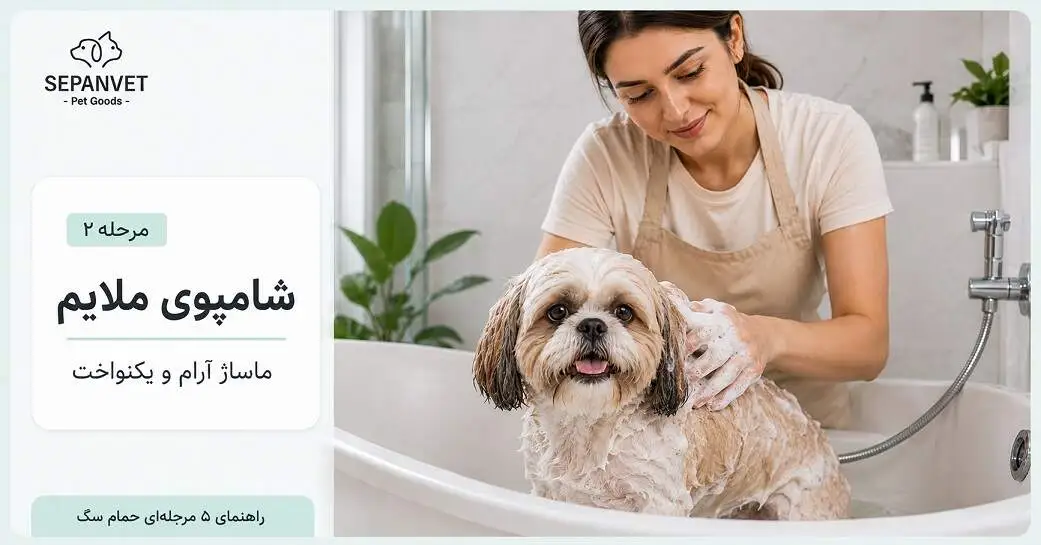 شامپو زدن سگ با ماساژ ملایم