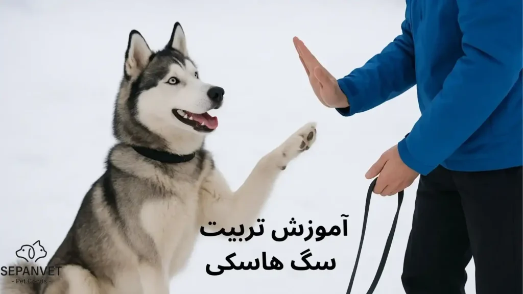 آموزش تربیت سگ هاسکی