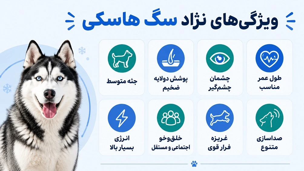 خصوصیات و ویژگی های سگ هاسکی سیبرین
