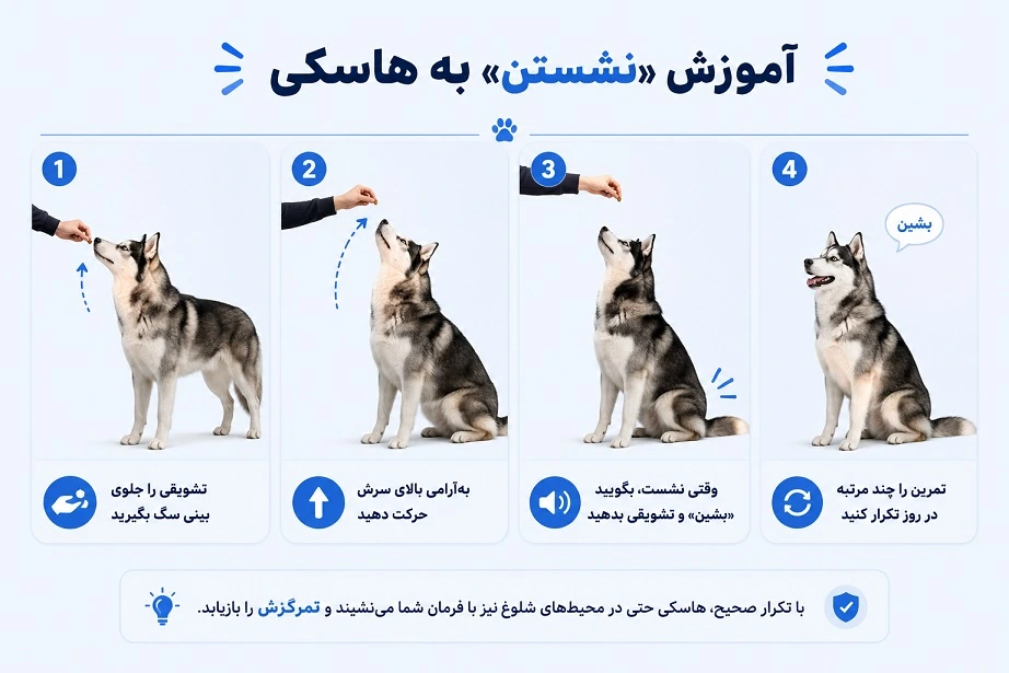 آموزش نشستن به سگ هاسکی