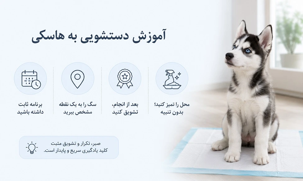 آموزش دستشویی به سگ هاسکی سیبرین