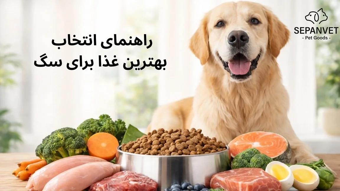 بهترین غذا برای سگ چیست؟