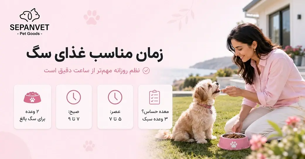 بهترین زمان غذا دادن به سگ