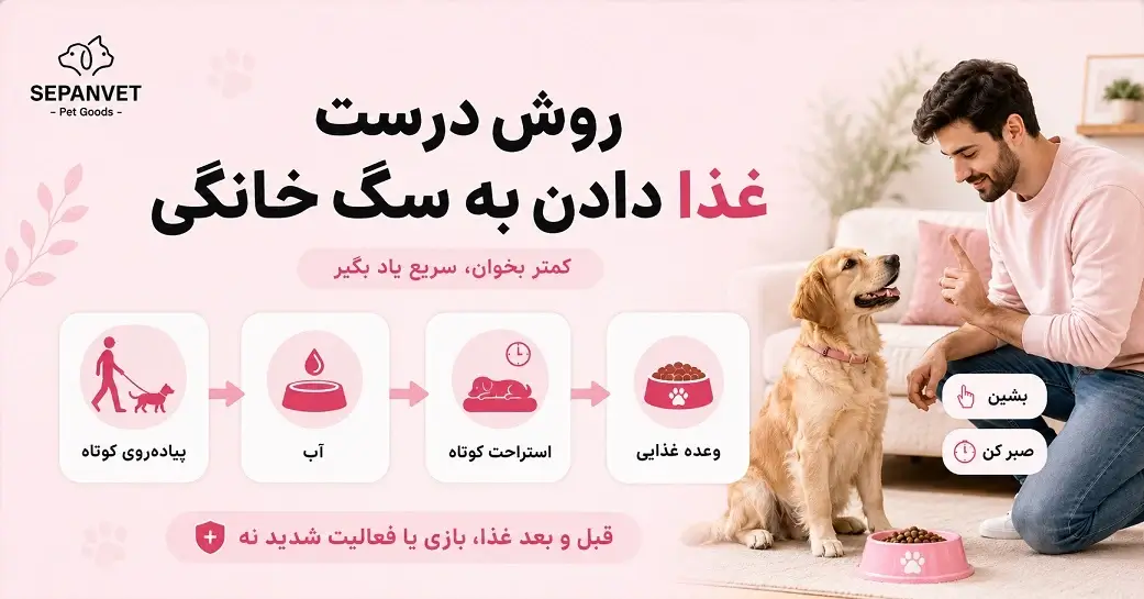 روش صحیح غذا دادن به سگ خانگی