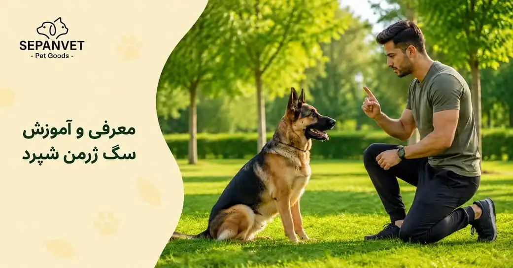 معرفی و آموزش سگ ژرمن شپرد