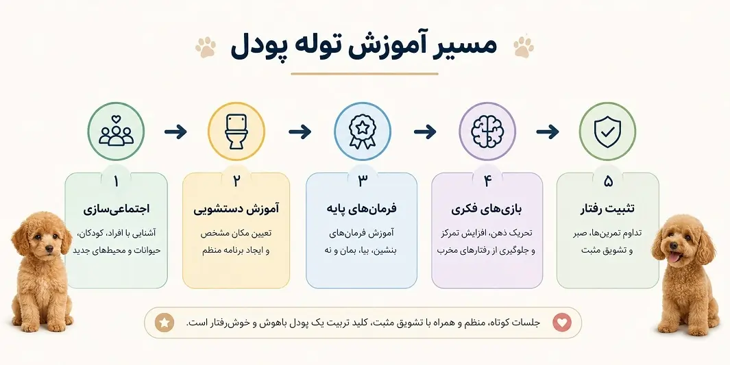 مراحل آموزش سگ پودل