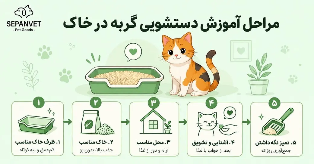 مراحل آموزش و تربیت گربه برای دستشویی
