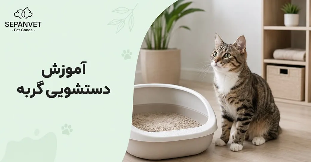 آموزش دستشویی گربه در ۵ مرحله