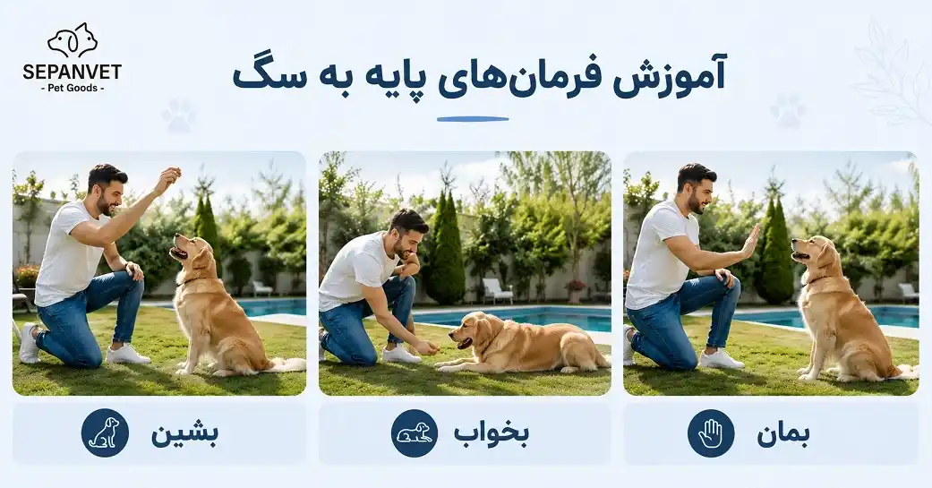 آموزش فرمان های پایه به سگ خانگی