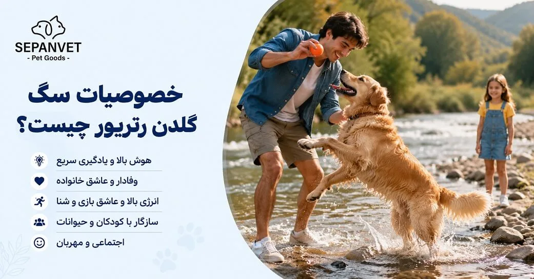 خصوصیات سگ گلدن رتریور