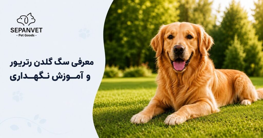 سگ گلدن رتریور