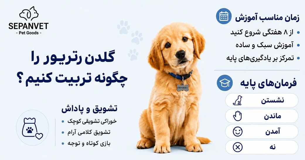 آموزش و تربیت سگ گلدن رتریور