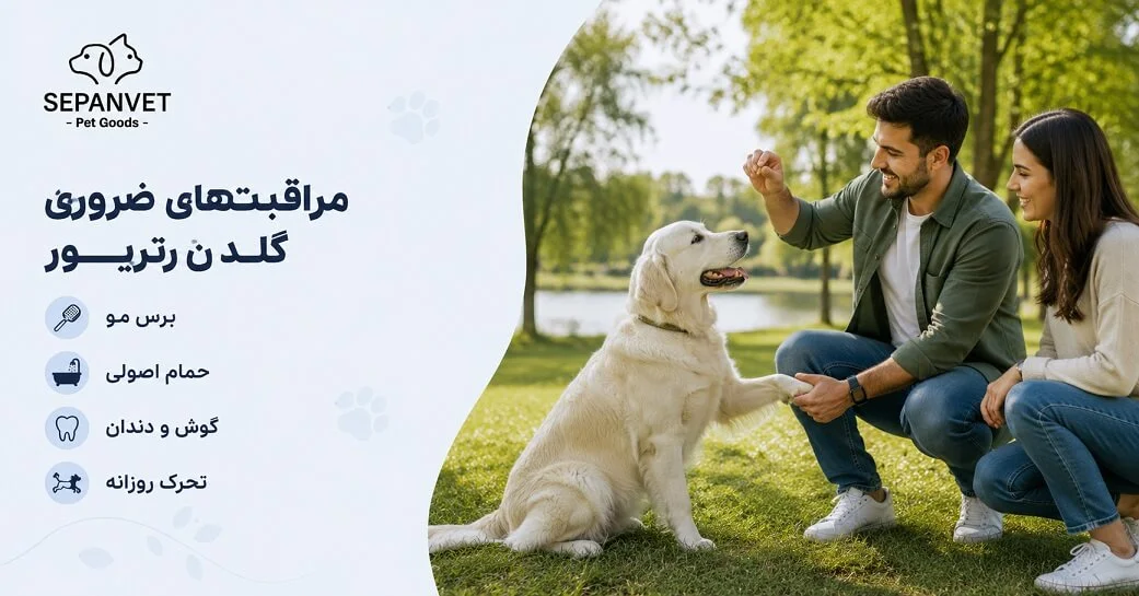 مراقبت و نگهداری از سگ گلدن رتریور