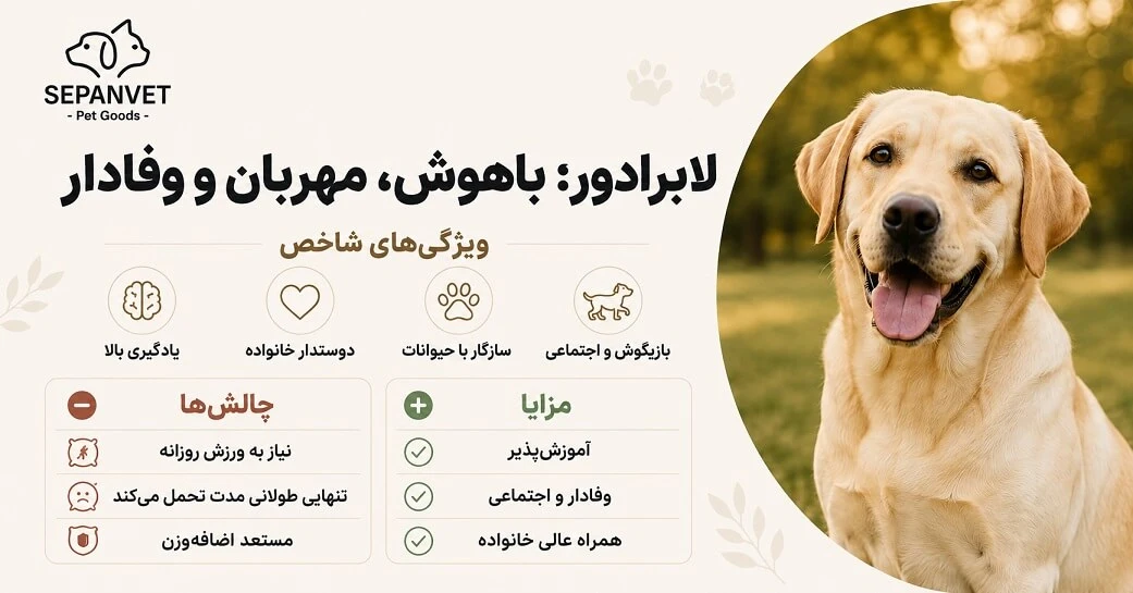 خصوصیات و ویژگی های سگ لابرادور رتریور