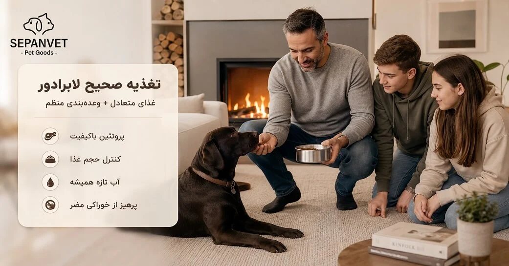 اصول تغذیه سگ لابرادور