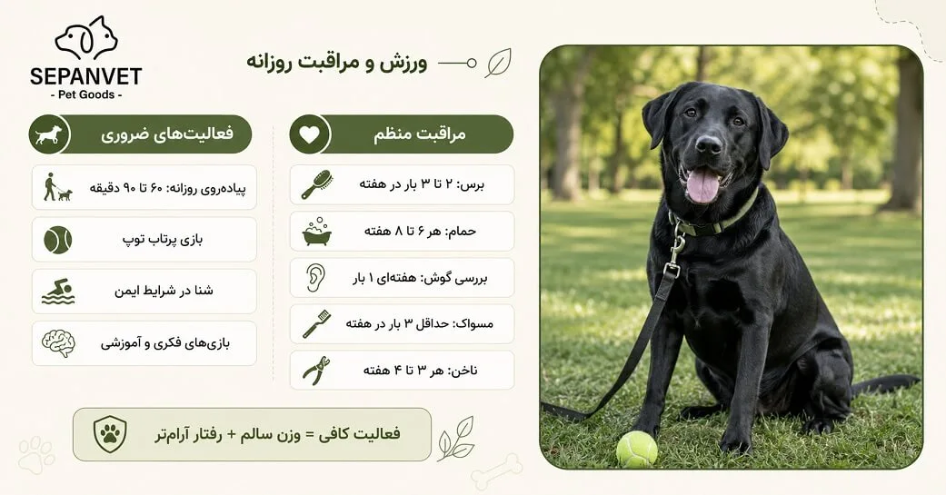 نیازهای ورزشی و سلامت سگ نژاد لابرادور