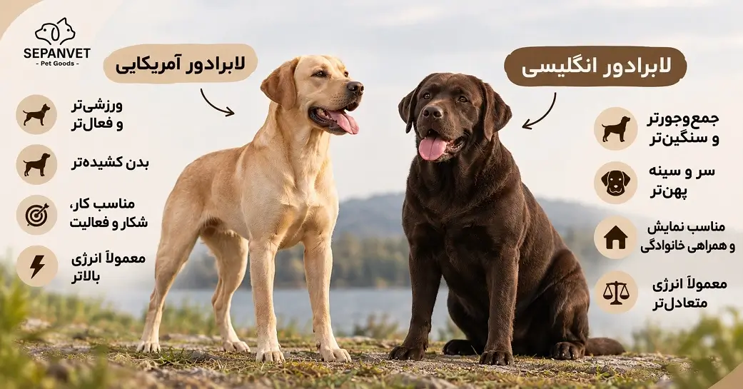 تفاوت لابرادور انگلیسی و آمریکایی