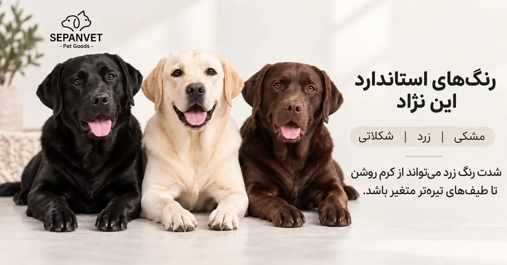 انواع رنگ های نژاد لابرادور رتریور