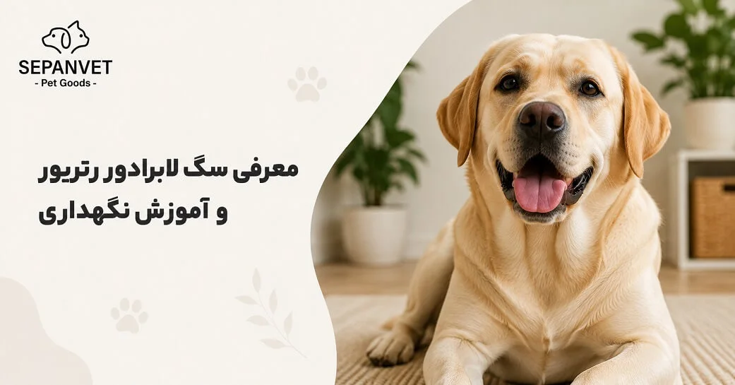 معرفی و آموزش نگهداری از سگ لابرادور