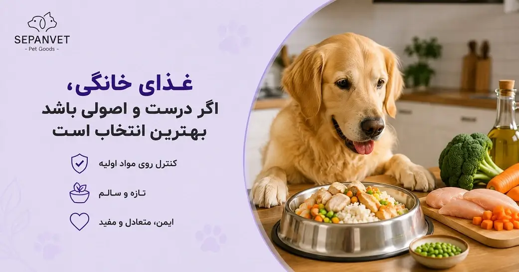 غذا خانگی برای سگ