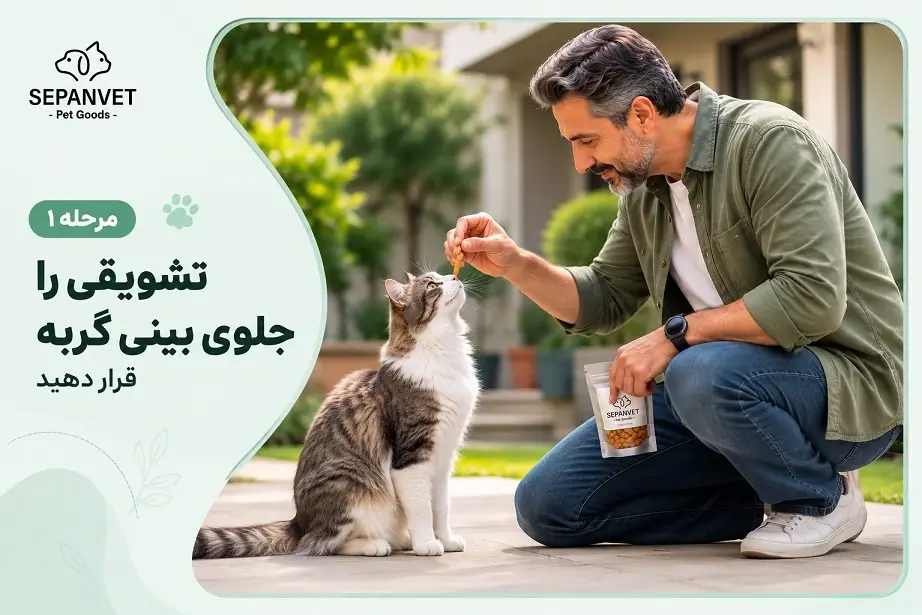 یاد دادن نشستن به گربه