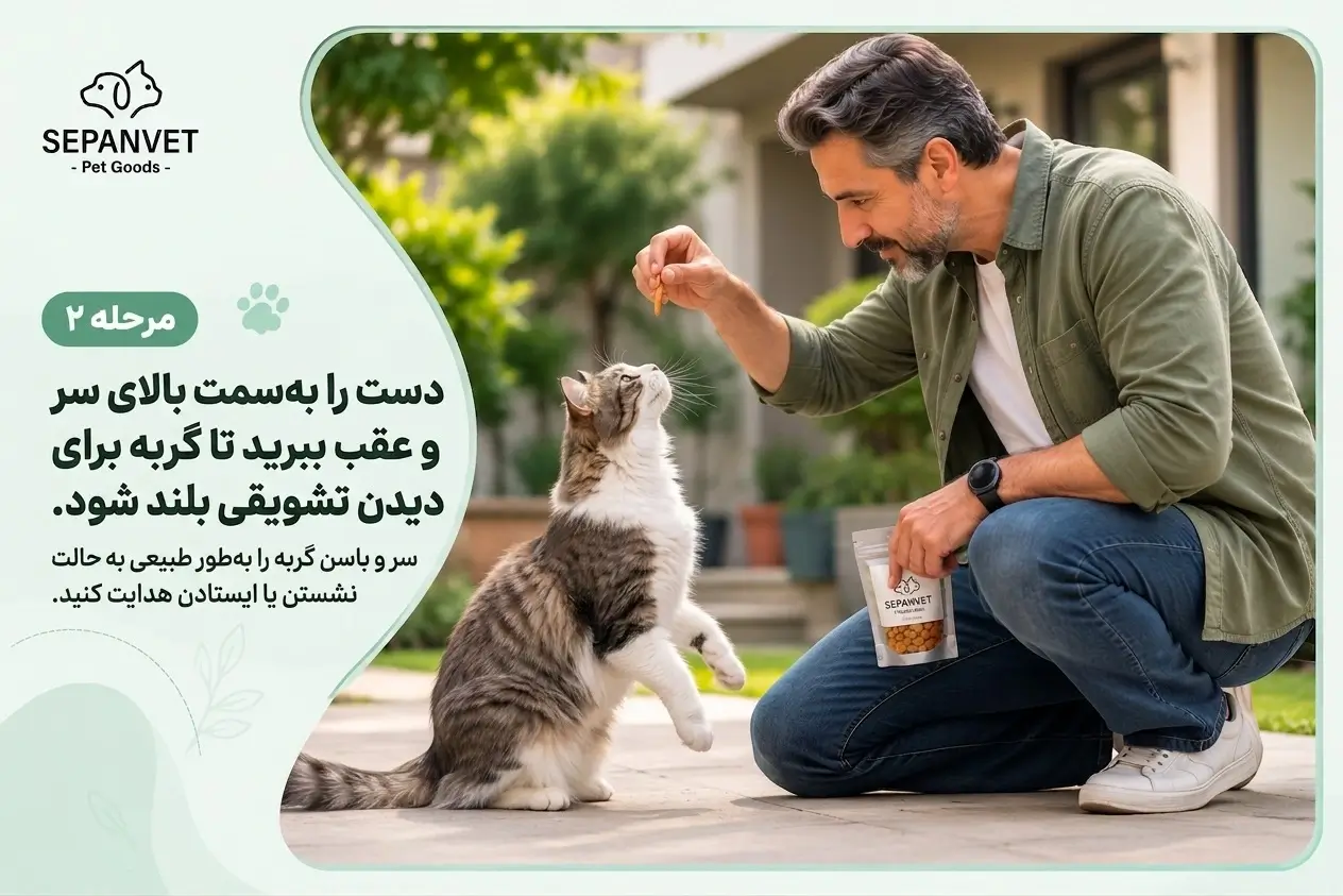 آموزش نشستن به گربه