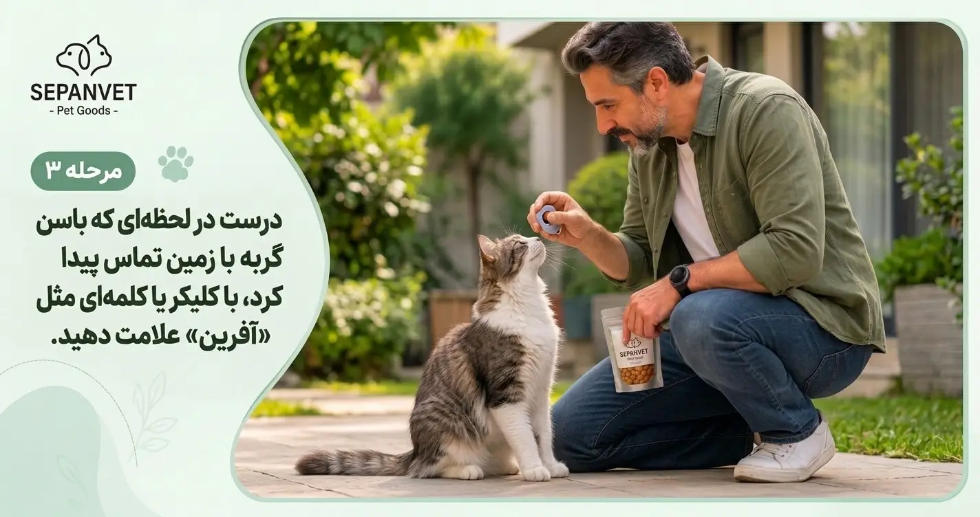آموزش نشستن گربه