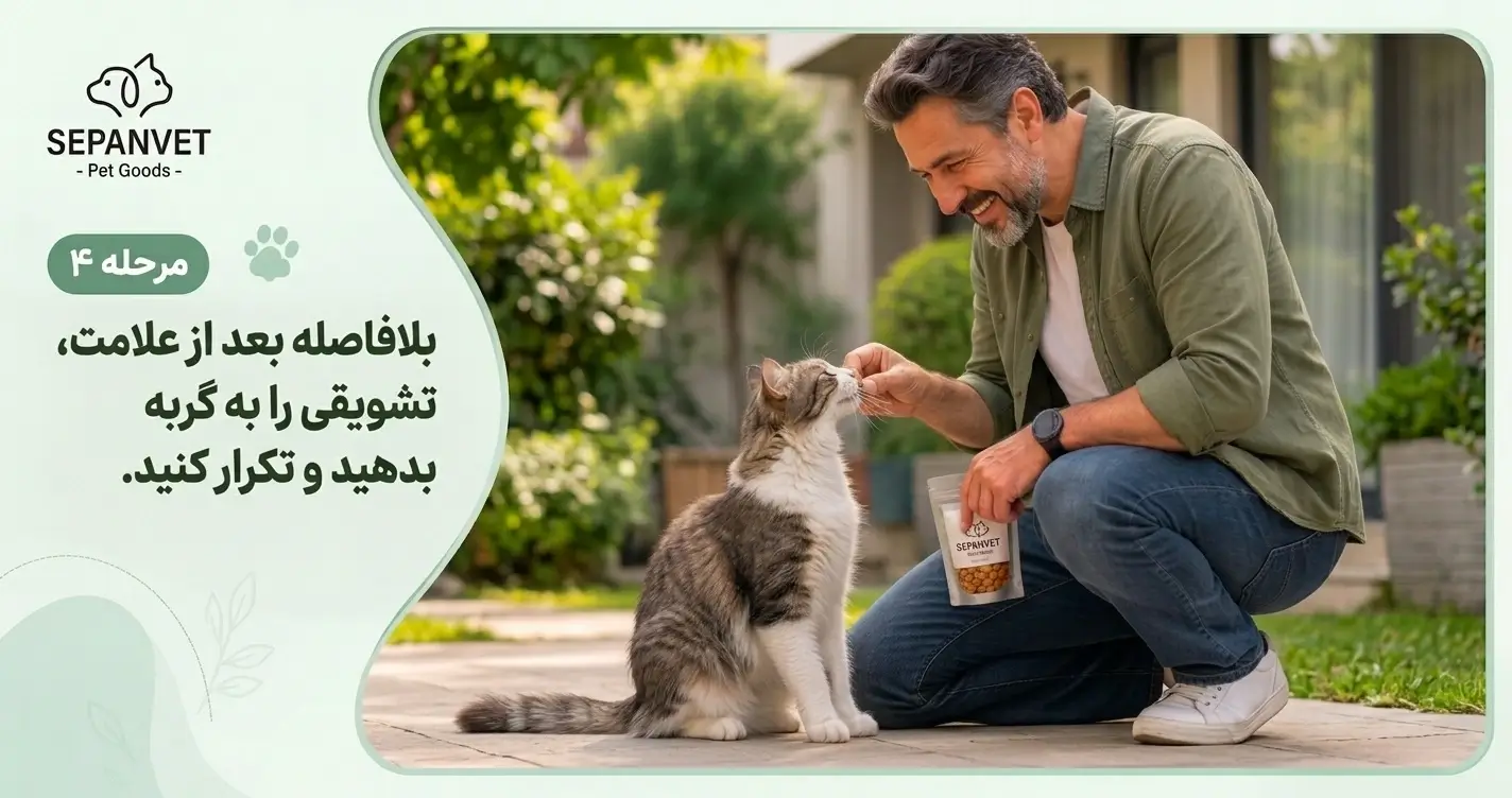 آموزش تربیت گربه خانگی برای نشستن
