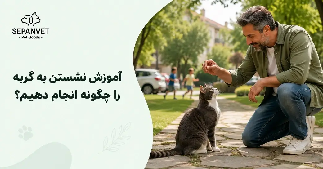 آموزش نشستن به گربه را چگونه انجام دهیم؟