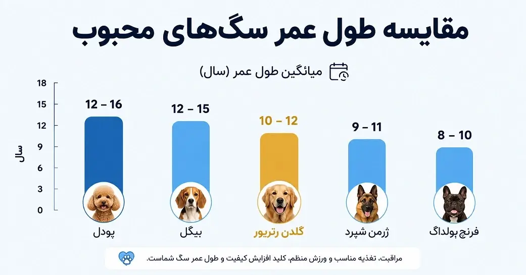طول عمر سگ گلدن رتریور
