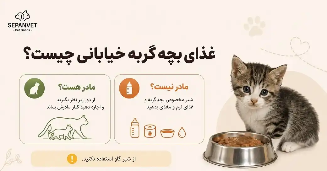 غذای بچه گربه خیابانی