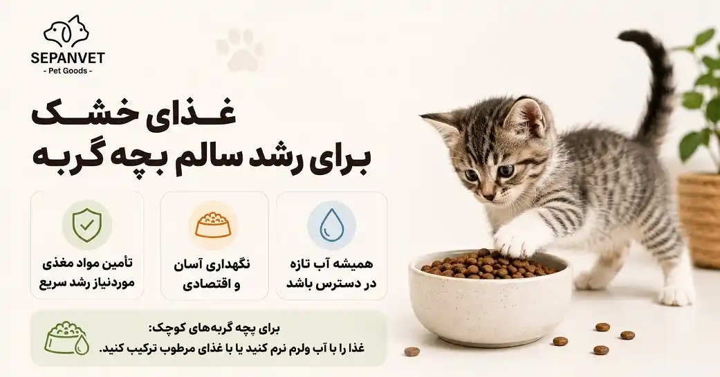 غذای خشک بچه گربه