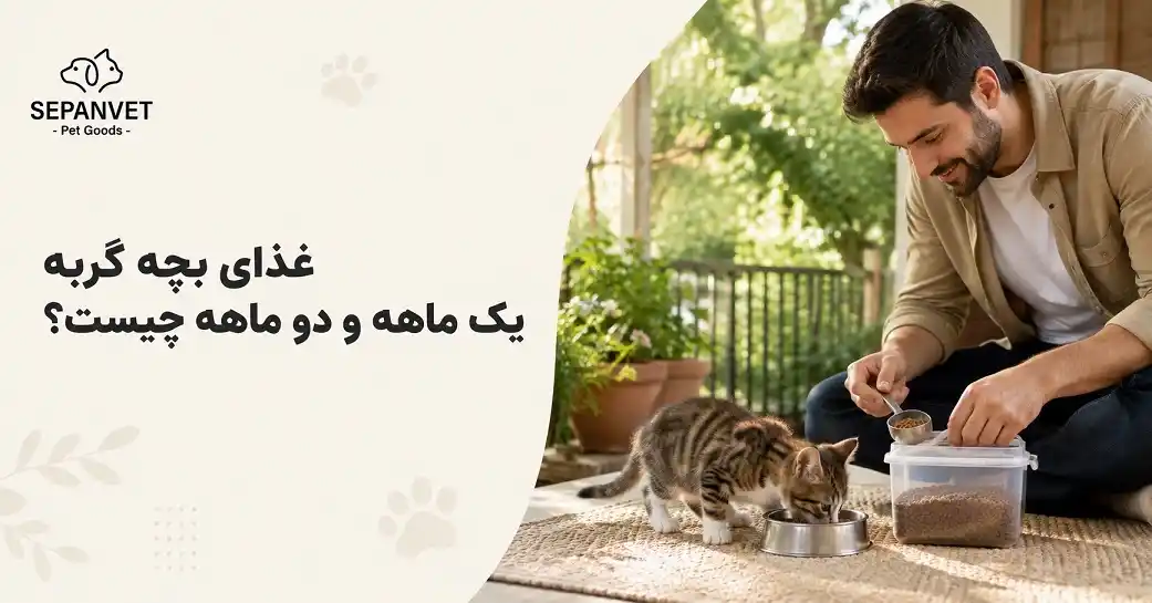 غذای بچه گربه چیست