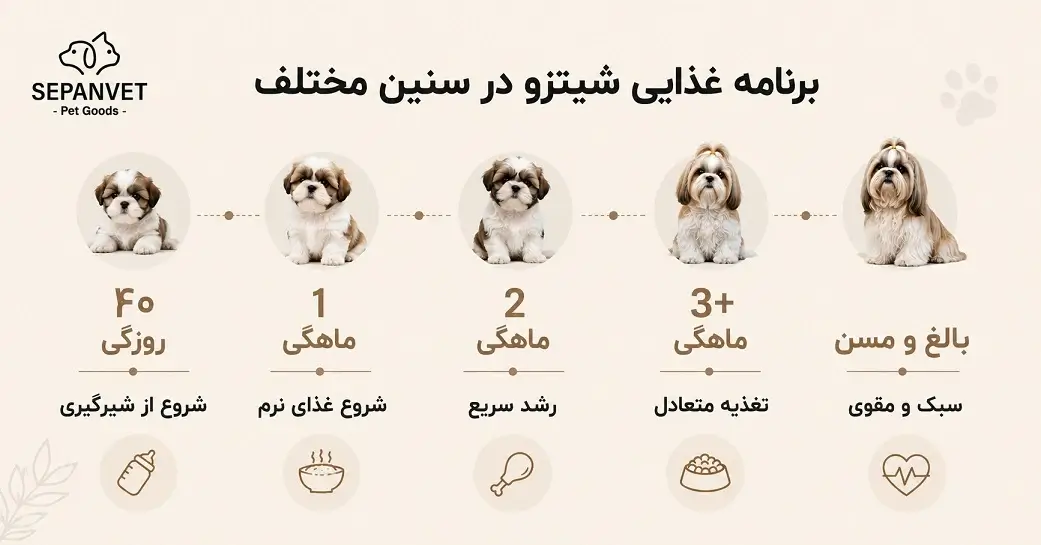 تغذیه سگ شیتزو تریر از تولگی تا بزرگسالی