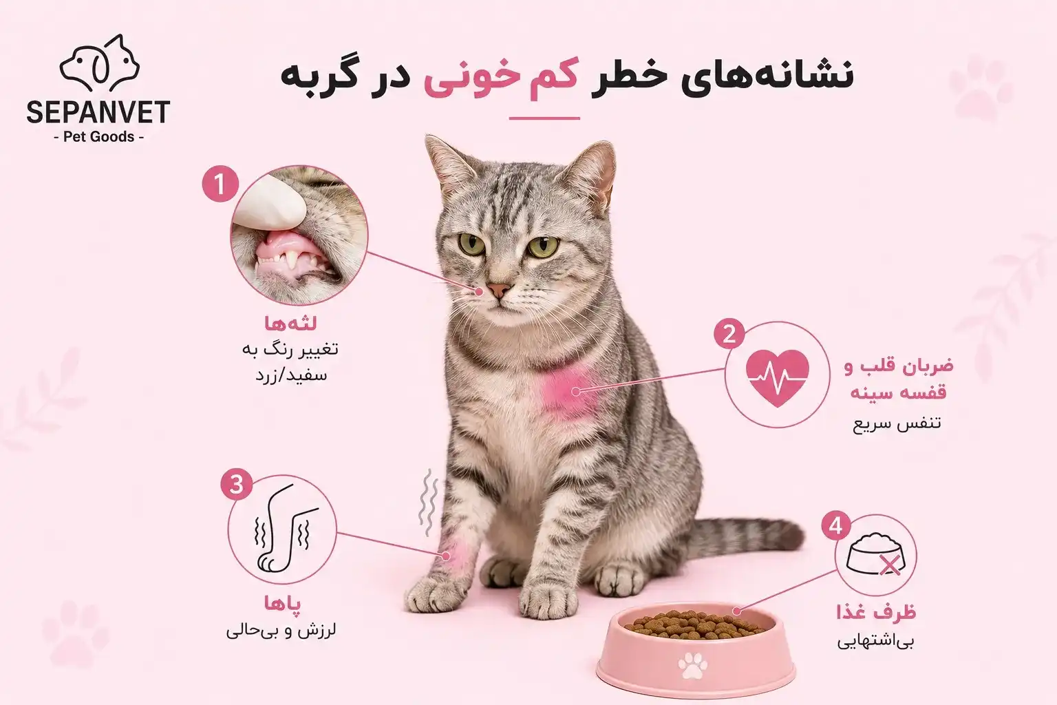 علائم کم خونی گربه