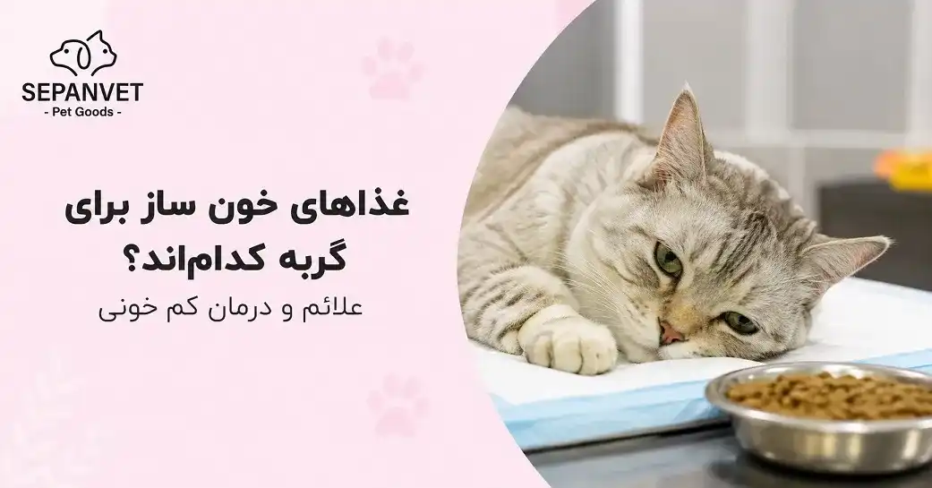 غذاهای خونساز برای گربه