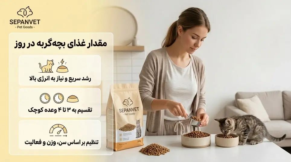 مقدار غذای بچه گربه در روز