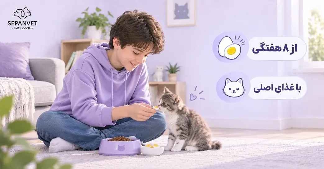 تخم مرغ برای بچه گربه