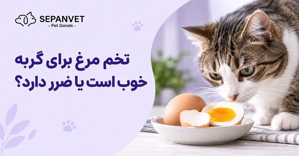 تخم مرغ برای گربه خوب است یا ضرر دارد؟